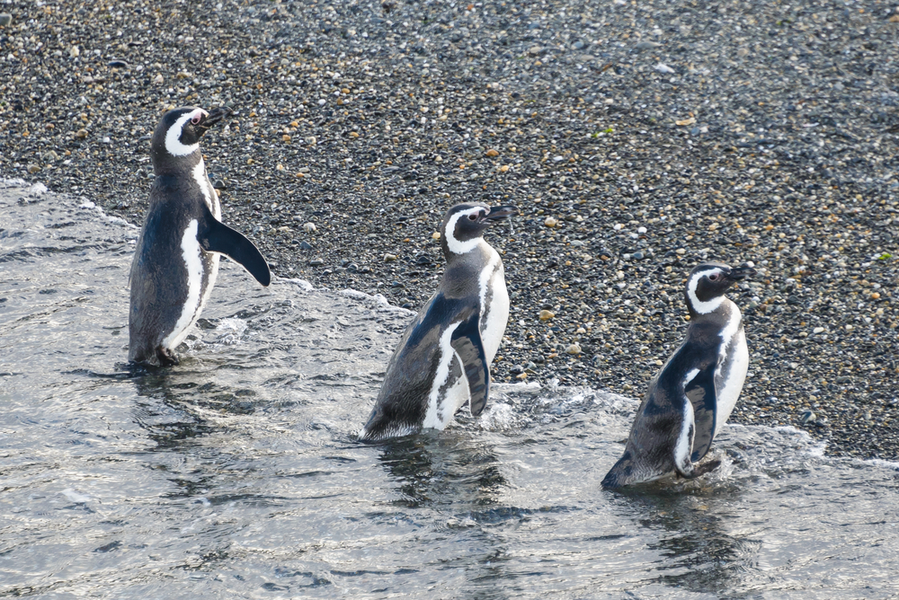 pinguinos