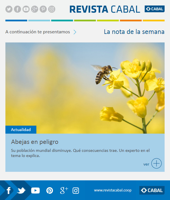 news abejas en peligro